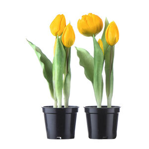 Umelo tulipán v kvetináči, žltá farba