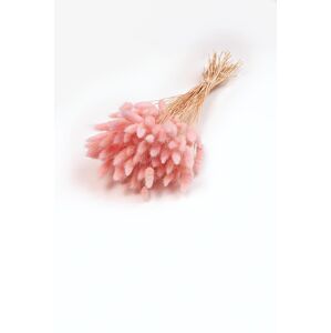 Zväzok sušených kvetov Lagurus, svetlo ružový