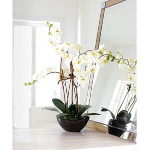 Umelá orchidea Modern