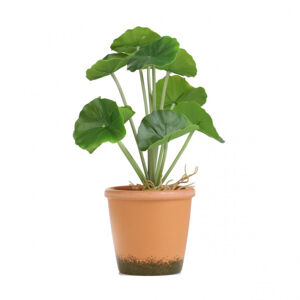 Umelá rastlina SEMELA muškát 875040 25 cm